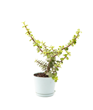 Растение «Eco Garden» Портулакария №63