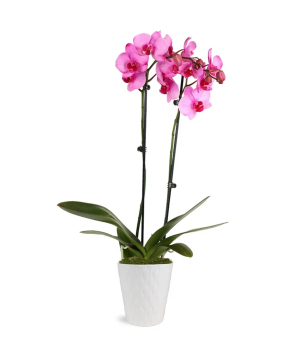 США. растение №239 Орхидея, розовая
