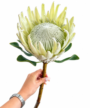 Protea «Harmony Flowers» white, big, 1 pc