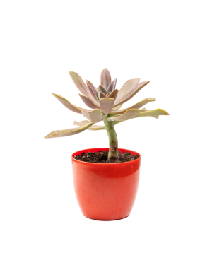 Բույս «Eco Garden» Գրապտոպետալում №72