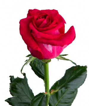 Roses «Fana» dark pink