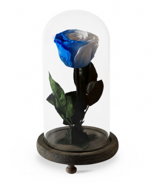Rose `EM Flowers` eternal white and blue 23 cm