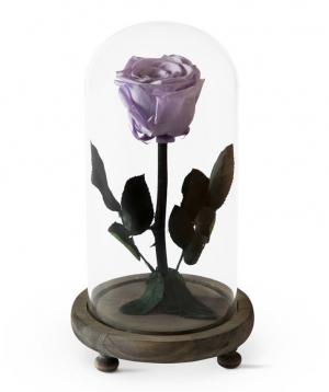 Rose `EM Flowers` eternal purple 23 cm