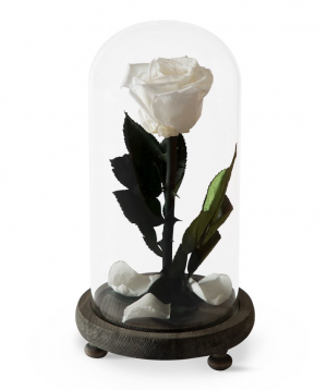 Rose `EM Flowers` eternal white 23cm №3
