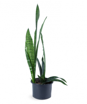 Plant `Orchid Gallery` Sansevieria №1