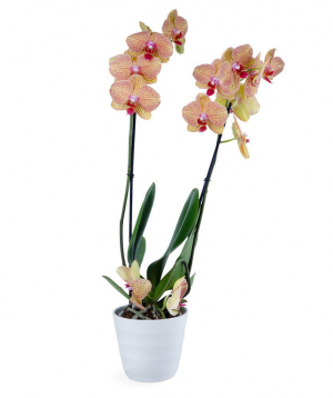 Растение `Orchid Gallery` Орхидея №1