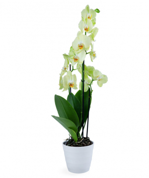 Растение `Orchid Gallery` Орхидея №17