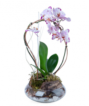 Composition `Orchid Gallery` with orchids №2