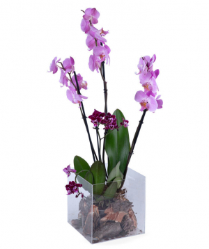 Композиция `Orchid Gallery` с орхидеями №3