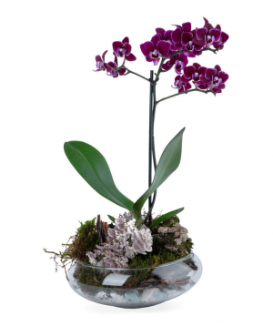 Plant `Orchid Gallery` Orchid, purple
