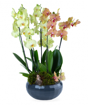 Композиция `Orchid Gallery` с орхидеями №4