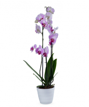 Растение `Orchid Gallery` Орхидея, с 3 стеблями