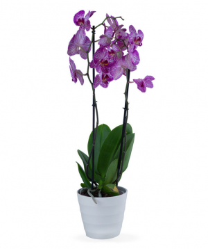 Растение `Orchid Gallery` Орхидея, с 2 стеблями