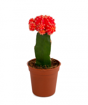 Cactus `Orchid Gallery` Gymnocalycium №1