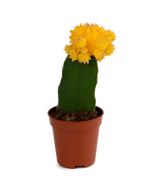 Cactus `Orchid Gallery` Gymnocalycium №3