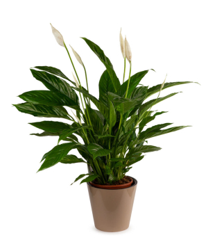 Спатифиллум или женское счастье