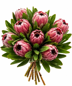 Պրոտեա «Harmony Flowers» մինի, 1 հատ