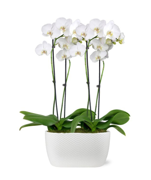 США. растение №249 Орхидея, белая