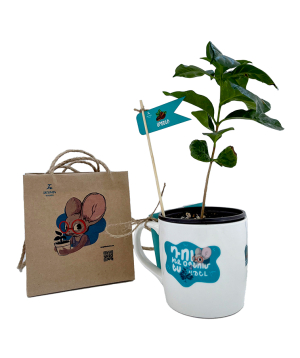 Plant «Zangak» Coffea