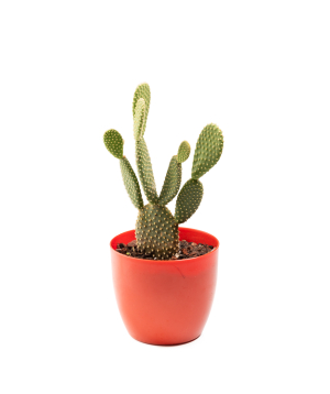 Plant «Eco Garden» Prickly pear №62
