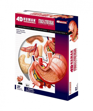 Compilation of 4D Stomach Anatomy