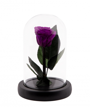 Rose `EM Flowers` eternal dark purple 13 cm in a flask
