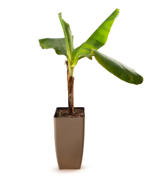 Растение «Orchid Gallery» Банан №2