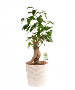 Ficus ginseng ''Orchid Gallery''