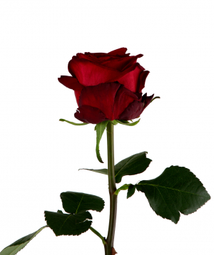 Գյումրվա վարդ «Red Naomi» կարմիր, 80 սմ