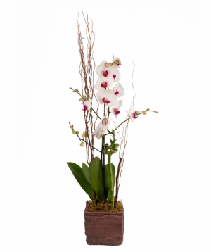 Растение `Orchid Gallery` №Орхидея 5