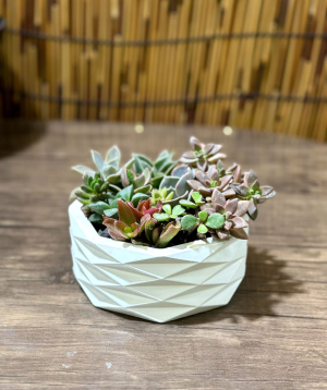 Растение «Greenarium» №50