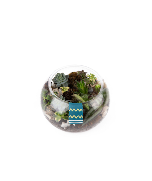 Plant «THE BOX» Succulent №1