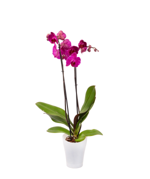 Растение «Orchid Gallery» Орхидея №36