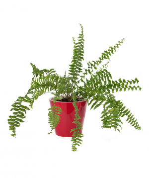 Растение  `Eco Garden` Диксония №1