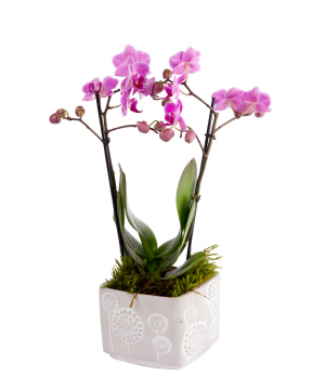 Orchid ''Orchid Gallery''