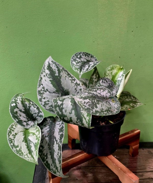 Բույս «Greenarium» Scindapsus pictus №46