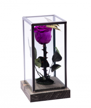 Rose `EM Flowers` eternal 24cm