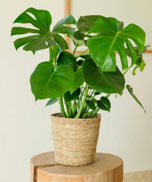 Франция. растение №440 Monstera Deliciosa