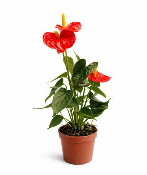Растение «O2 Gardens» Anthurium Jumbo Red