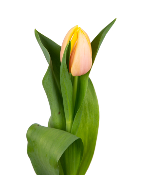 Tulip «Mon Amie» beige, 1 pc