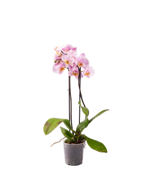 Растение «Orchid Gallery» Орхидея №26