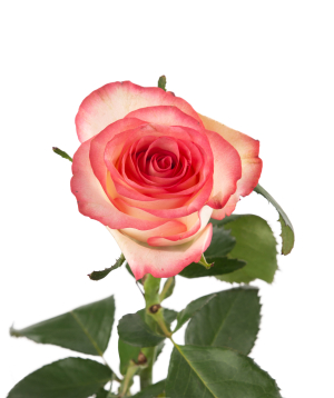 Роза «Jumilia» розовый, 80 см