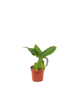 Plant «Orchid Gallery» Banana №1