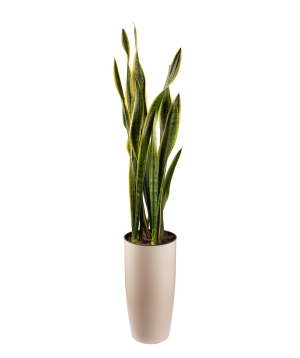 Plant «Orchid Gallery» Sansevieria №3