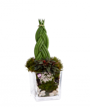 Composition ''Orchid Gallery'' Sansevieria cylindrica