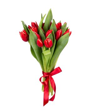 Tulip «Mon Amie» red, 17 pcs
