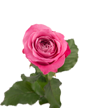 Rose «All 4 Love» 1 pc, 80 cm