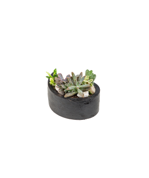 Plant «Eco Garden» Succulent №43