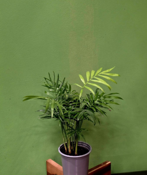 Բույս «Greenarium» Խամեդորիա №32