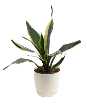 Plant «Eco Garden» Sansevieria №1